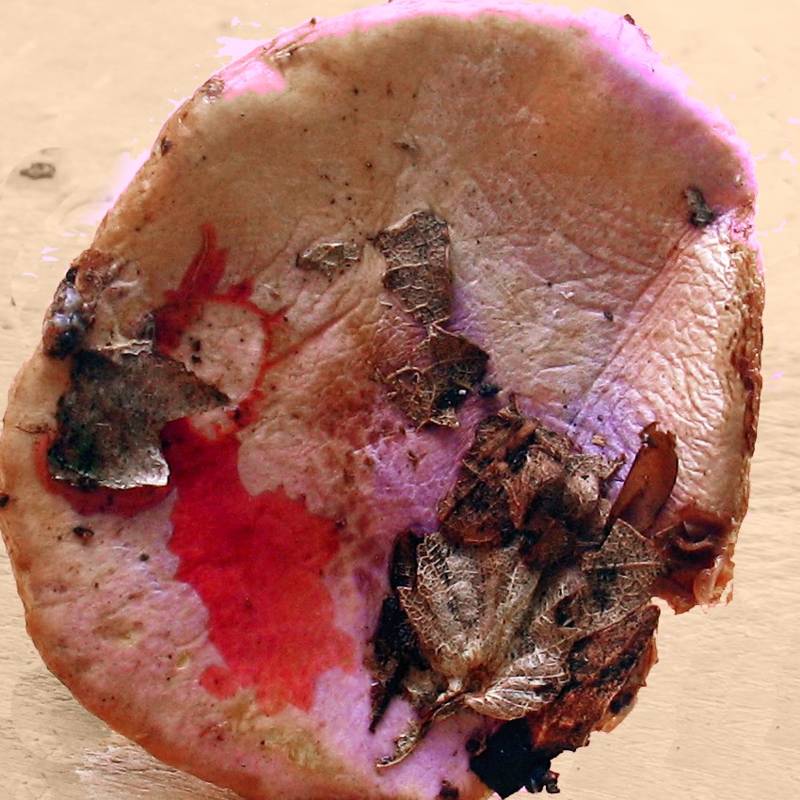 Cortinarius sodagnitus var. parasuaveolens